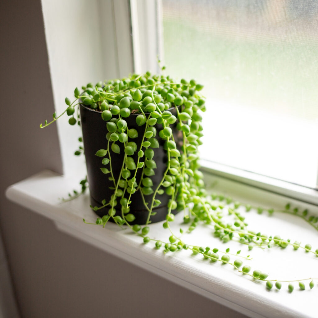 String of Pearls plant trailing on a windowsill, enjoying indirect sunlight