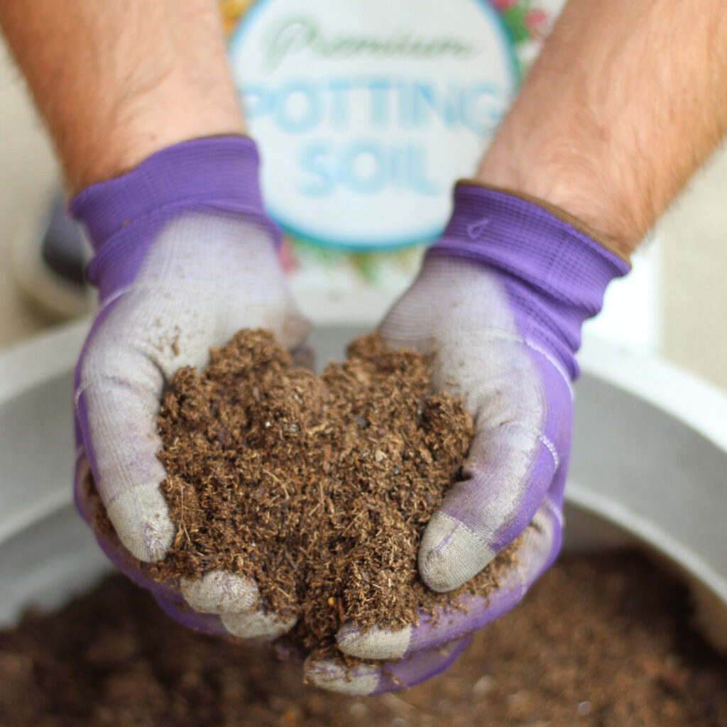 Hands wearing purple gloves holding premium potting soil, demonstrating its texture