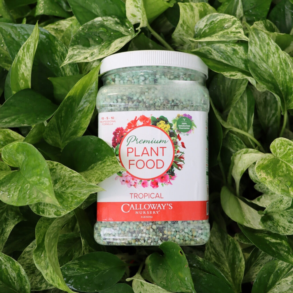 Calloway's Premium Tropical Plant Food container surrounded by green houseplant leaves