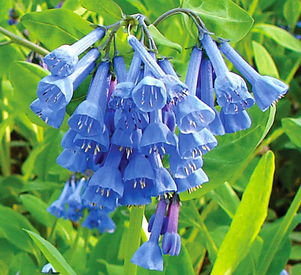 Buy Virginia Bluebells Online