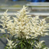 Astilbe