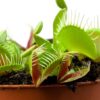 Carnivorous Bog Garden Box