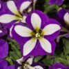 Crazytunia® Petunia