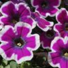 Crazytunia® Petunia