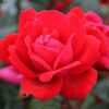 Double Knock Out Red Rose