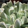 Echeveria