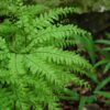 northern maidenhair fern