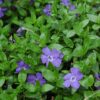 Bowles Periwinkle (Vinca Minor ‘Bowles’)