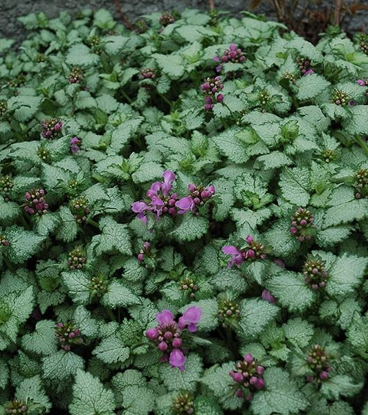 Red Nancy Spotted Dead Nettle