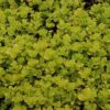 Golden Creeping Jenny