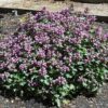 beacon silver spotted dead nettle