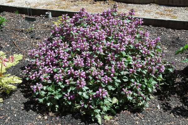 beacon silver spotted dead nettle