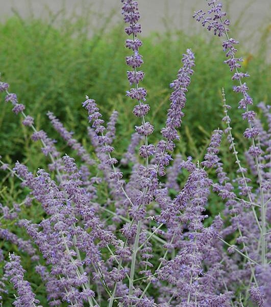 Russian Sage