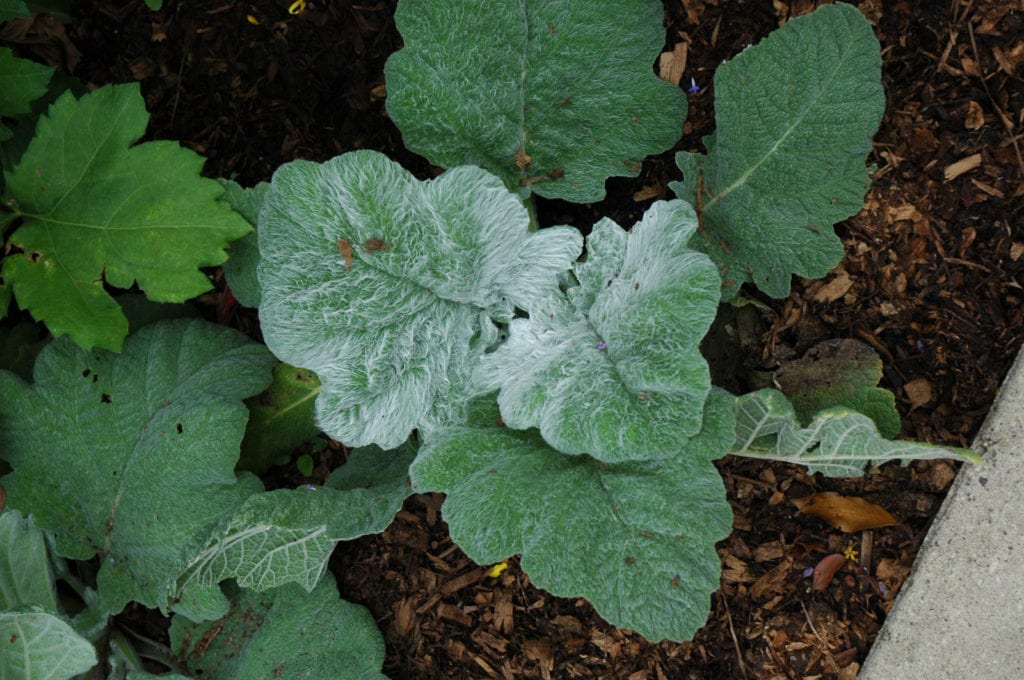 Silver Sage - Calloway's Nursery