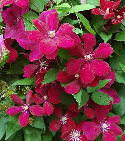 Rouge Cardinal Clematis