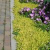 Golden Creeping Jenny