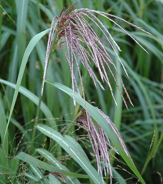 maiden grass