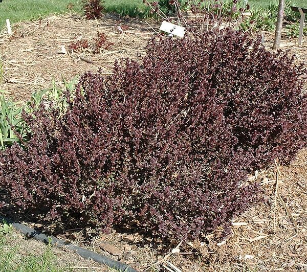 concorde Japanese barberry