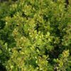 golden nugget Japanese barberry