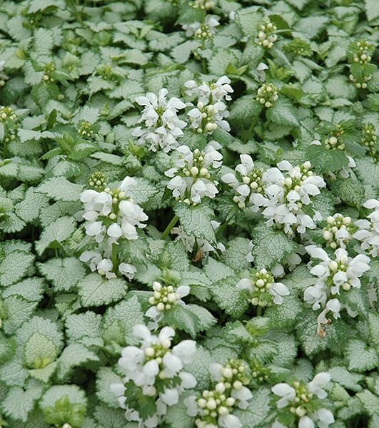 White Nancy Spotted Dead Nettle