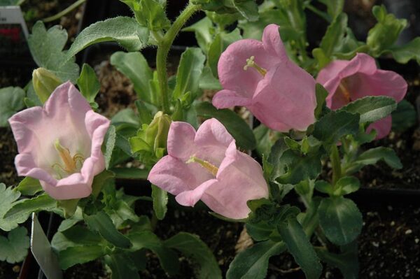 champion pink Canterbury bells