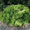 golden nugget Japanese barberry