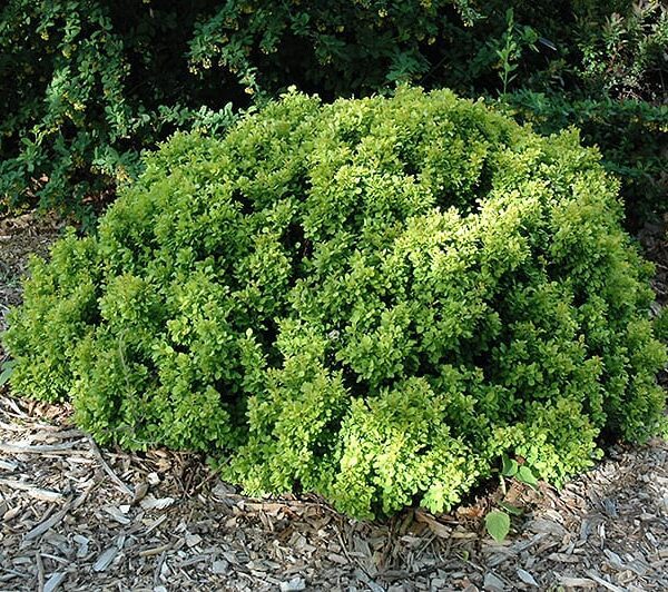 golden nugget Japanese barberry