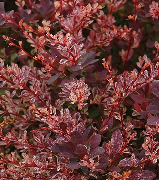 rose glow Japanese barberry