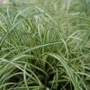 evergold variegated Japanese sedge