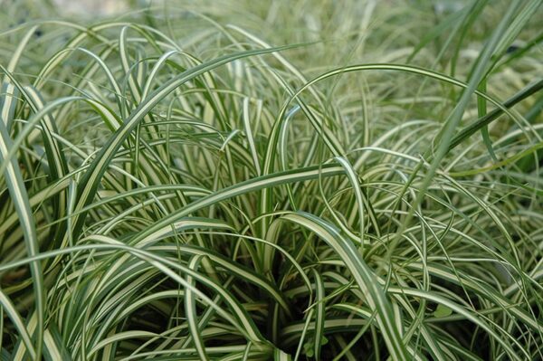 evergold variegated Japanese sedge