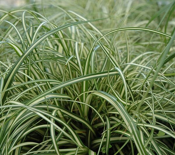 evergold variegated Japanese sedge