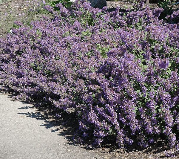 Walker's Low Catmint