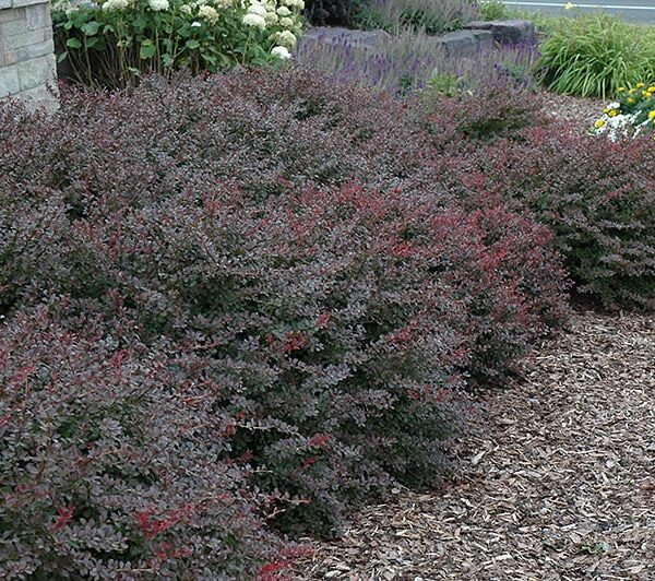 crimson pygmy Japanese barberry