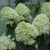 limelight hydrangea