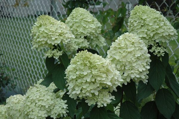 limelight hydrangea