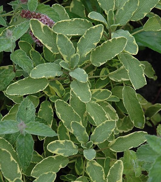 icterina golden sage