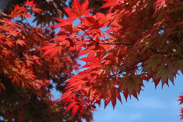 osmio beni Japanese maple