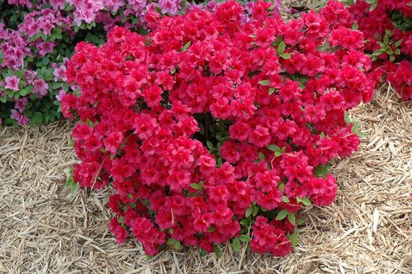 Hershey's red azalea