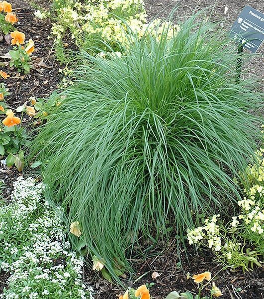 hameln dwarf fountain grass