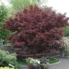 bloodgood Japanese maple