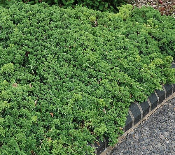 green mound dwarf Japanese juniper