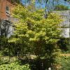 coral bark Japanese maple