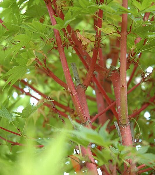 coral bark Japanese maple