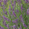 Hidcote Lavender