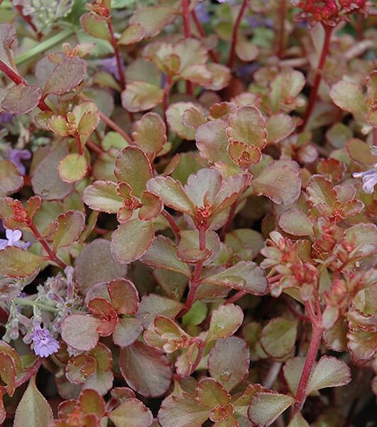 bronze carpet stonecrop