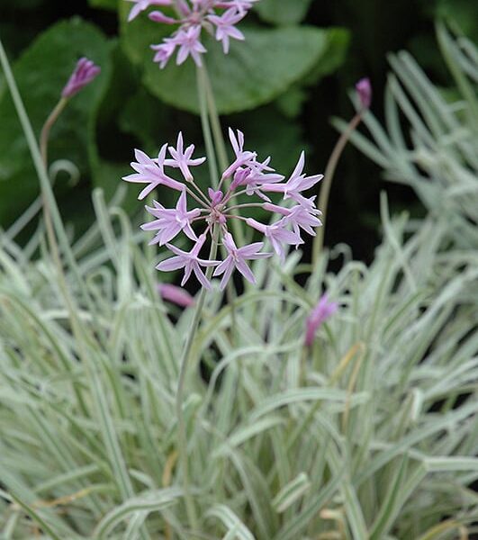 Tricolor Variegated Society Garlic