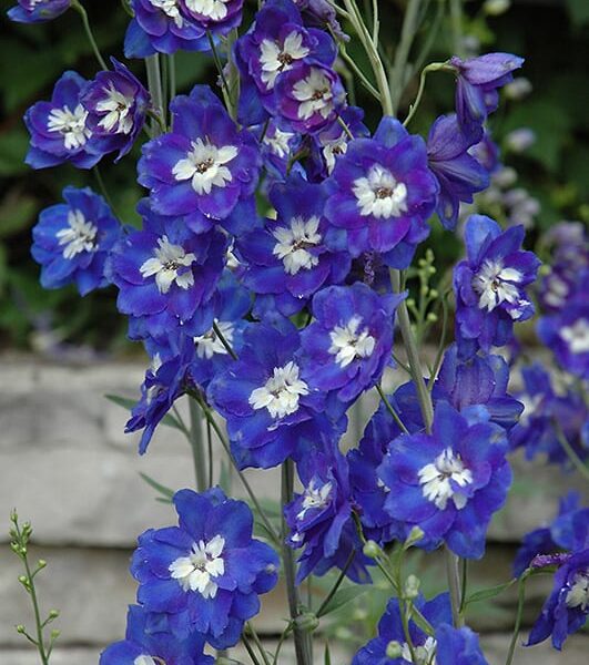 Blue Bird Larkspur