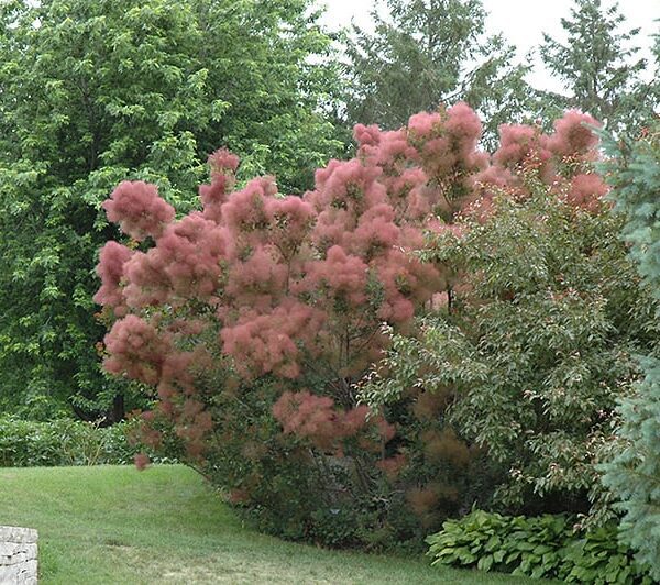 Royal Purple Smokebush