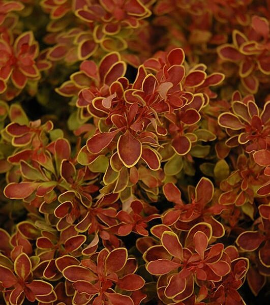 admiration Japanese barberry