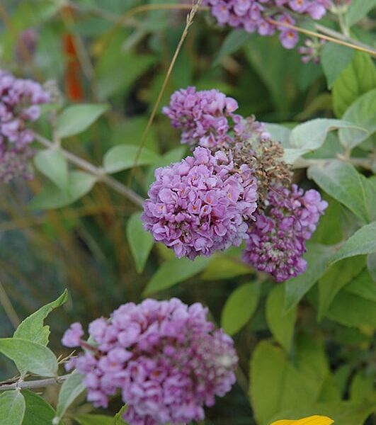 Lo And Behold Blue Chip Dwarf Butterfly Bush